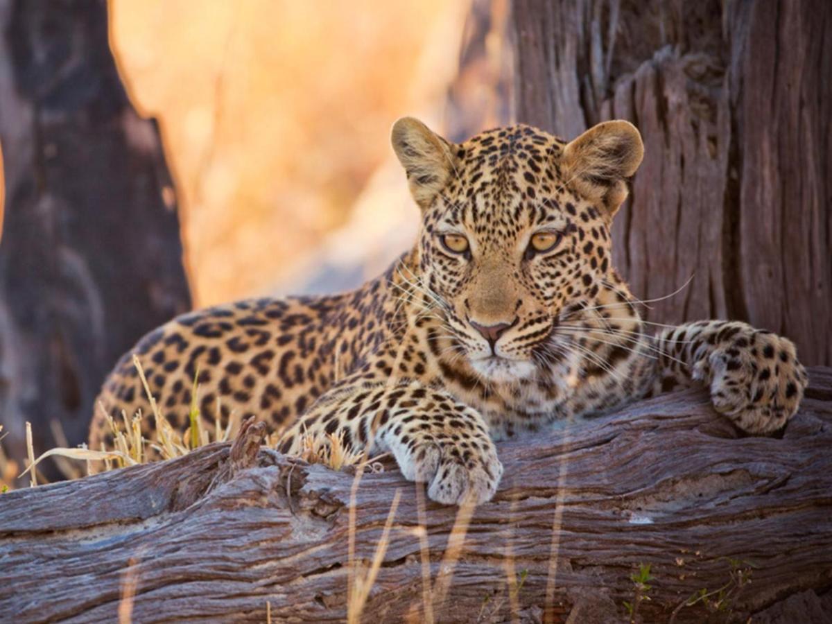 Imagine Africa Luxury Tented Camp بالول جيم ريسيرف المظهر الخارجي الصورة