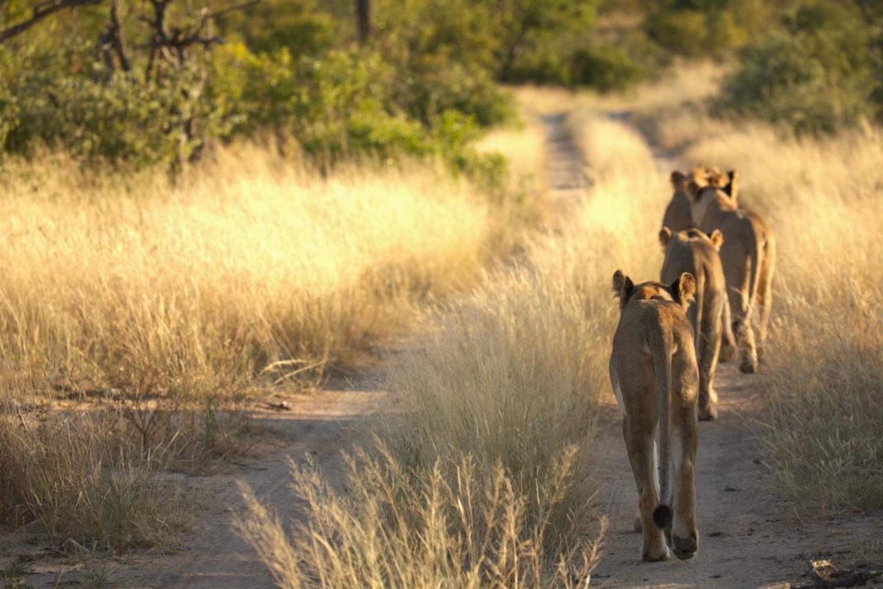 Imagine Africa Luxury Tented Camp بالول جيم ريسيرف المظهر الخارجي الصورة