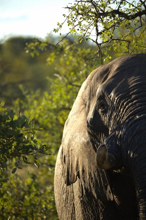 Imagine Africa Luxury Tented Camp بالول جيم ريسيرف المظهر الخارجي الصورة