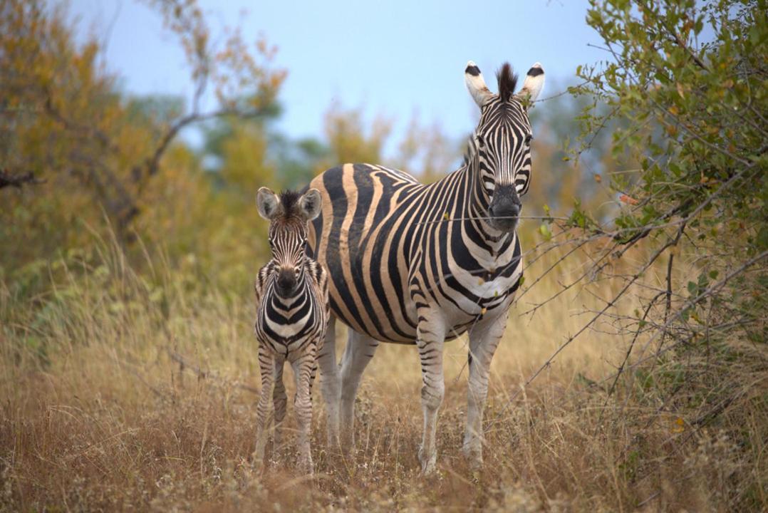 Imagine Africa Luxury Tented Camp بالول جيم ريسيرف المظهر الخارجي الصورة