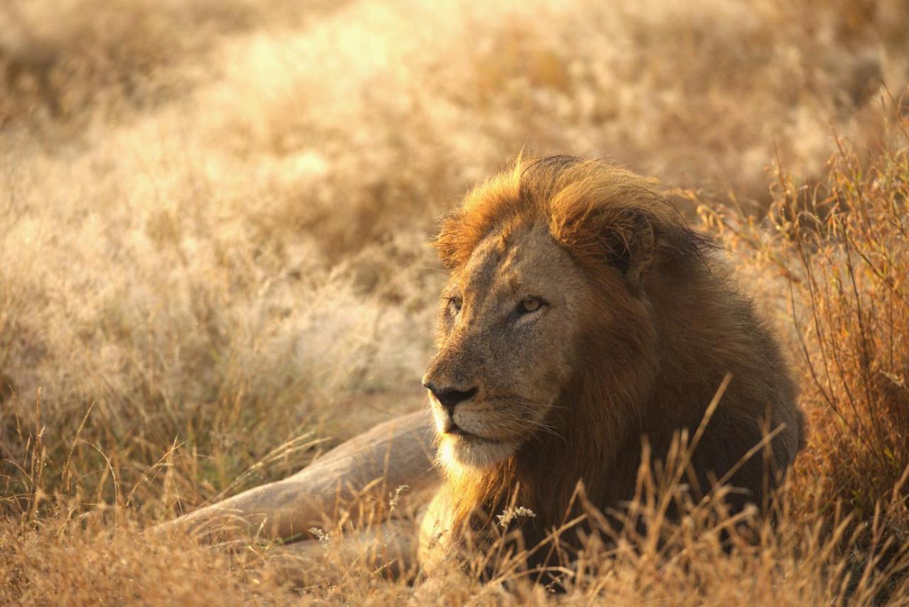 Imagine Africa Luxury Tented Camp بالول جيم ريسيرف المظهر الخارجي الصورة