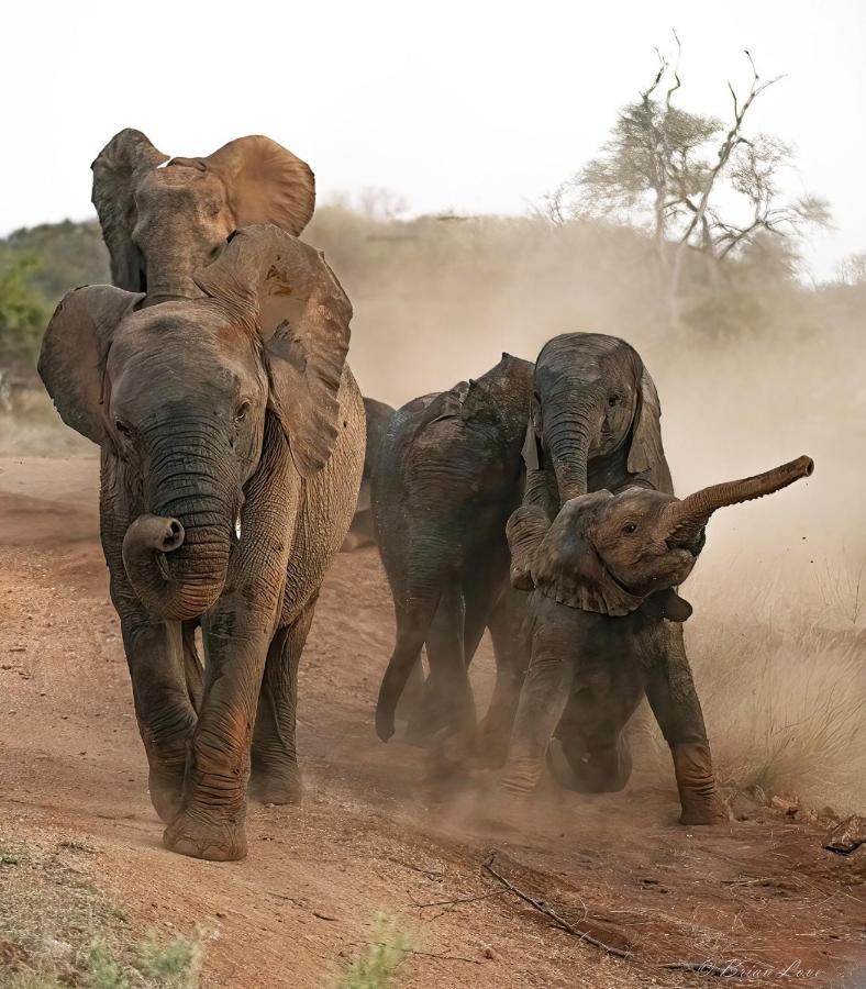 Imagine Africa Luxury Tented Camp بالول جيم ريسيرف المظهر الخارجي الصورة